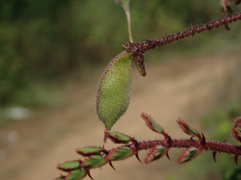Hultholia mimosoides photo 2