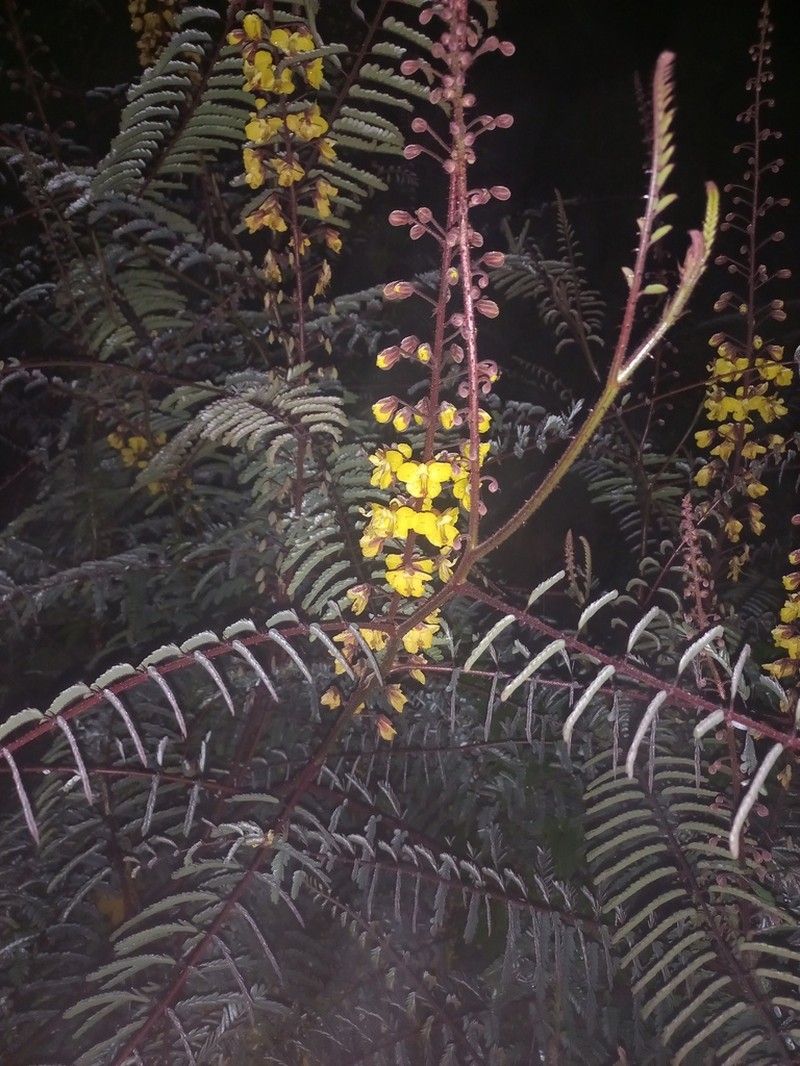 Hultholia mimosoides photo 3