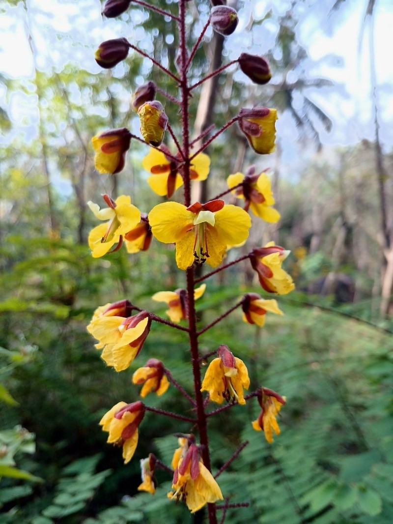 Hultholia mimosoides photo 4