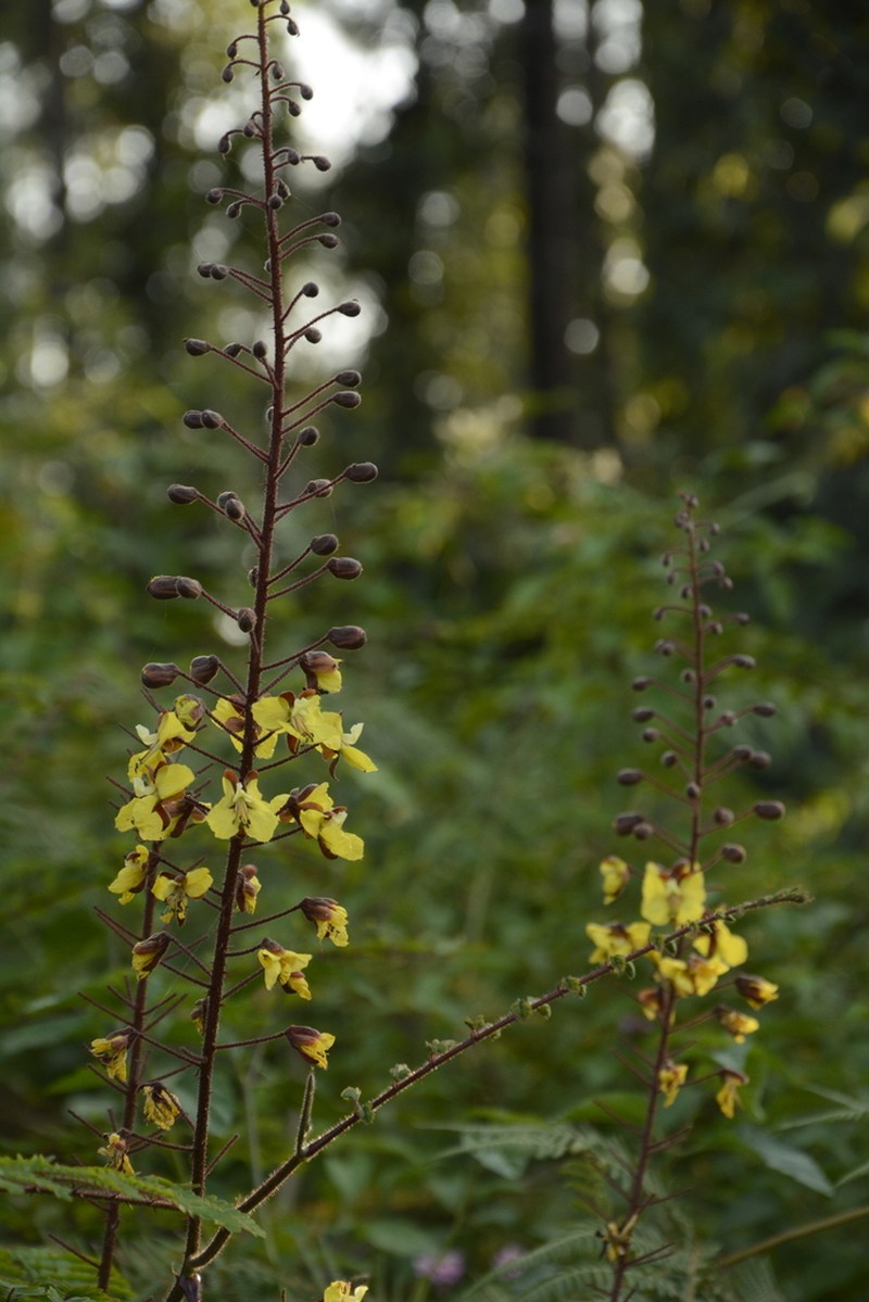 Hultholia mimosoides photo 5
