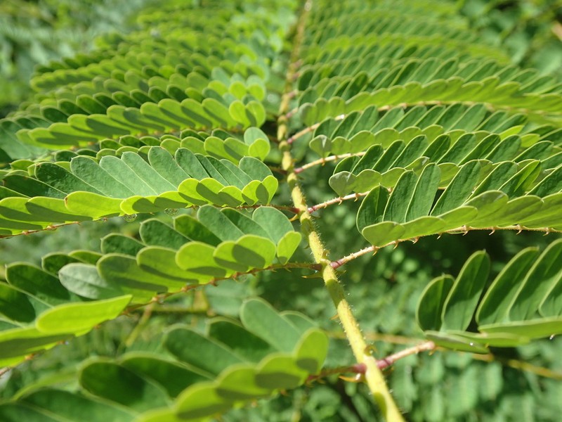Hultholia mimosoides photo 6