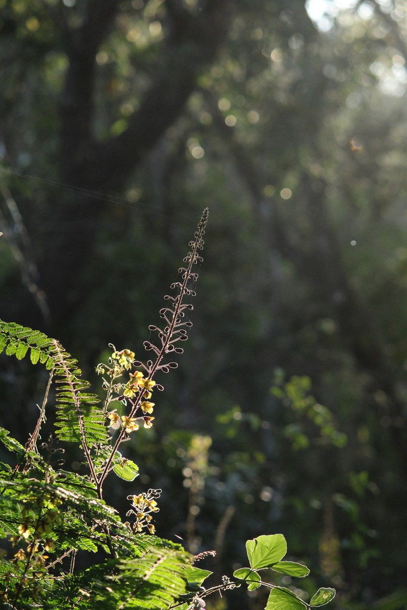 Hultholia mimosoides photo 7