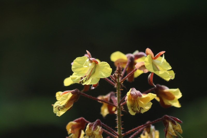 Hultholia mimosoides photo 8