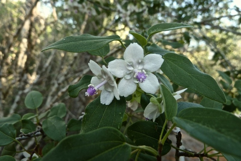 Humbertiella decaryi