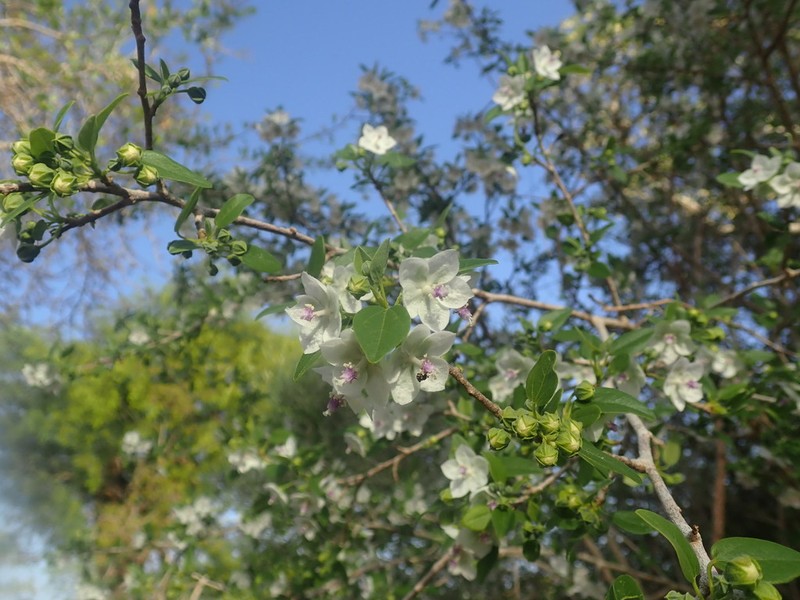 Humbertiella decaryi photo 2