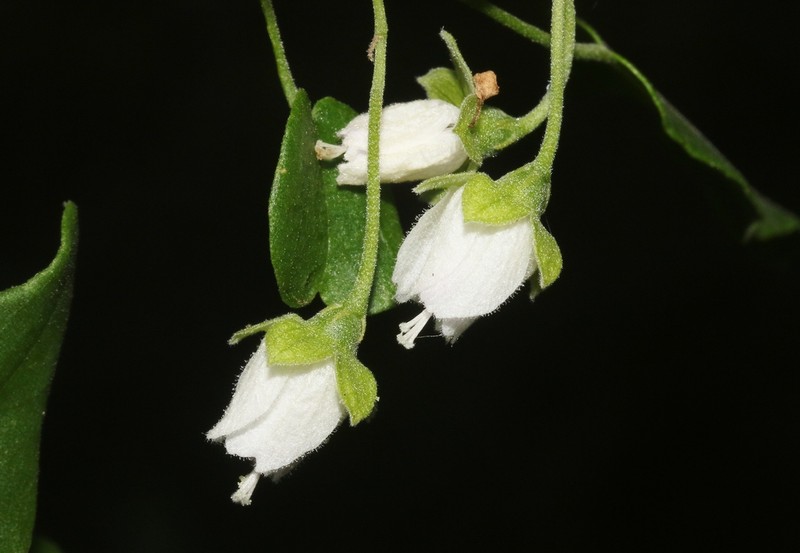 Humbertiella decaryi photo 3