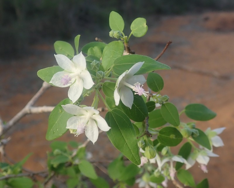 Humbertiella decaryi photo 4