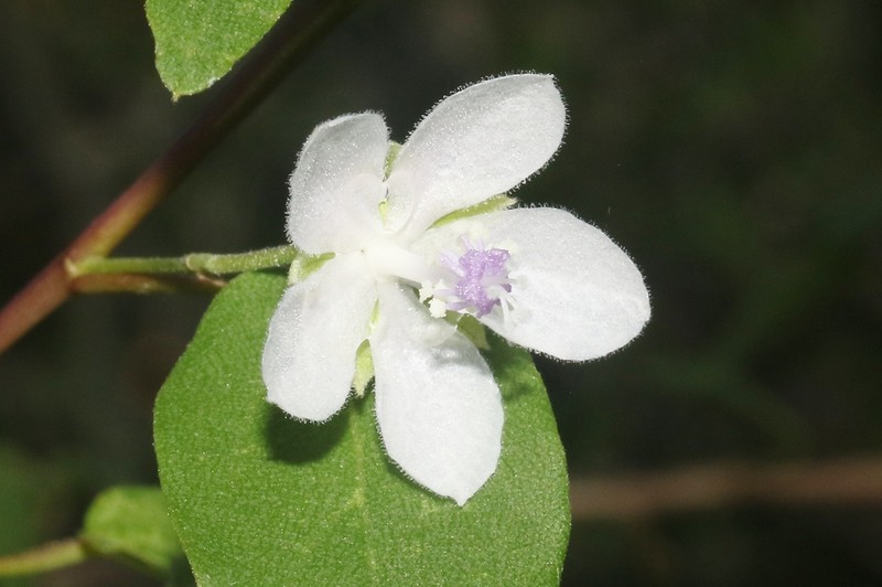 Humbertiella decaryi photo 6