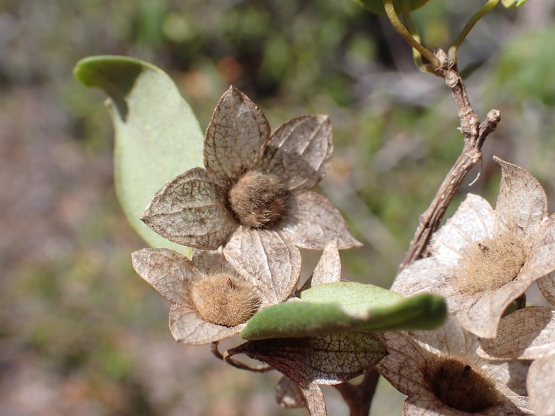 Humbertiella decaryi photo 7