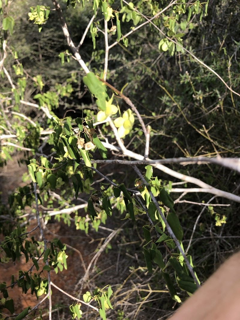 Humbertiella decaryi photo 8
