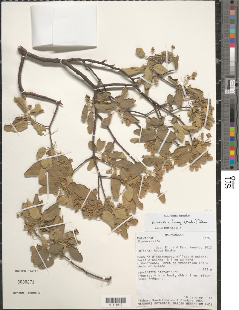 Humbertiella decaryi var. decaryi