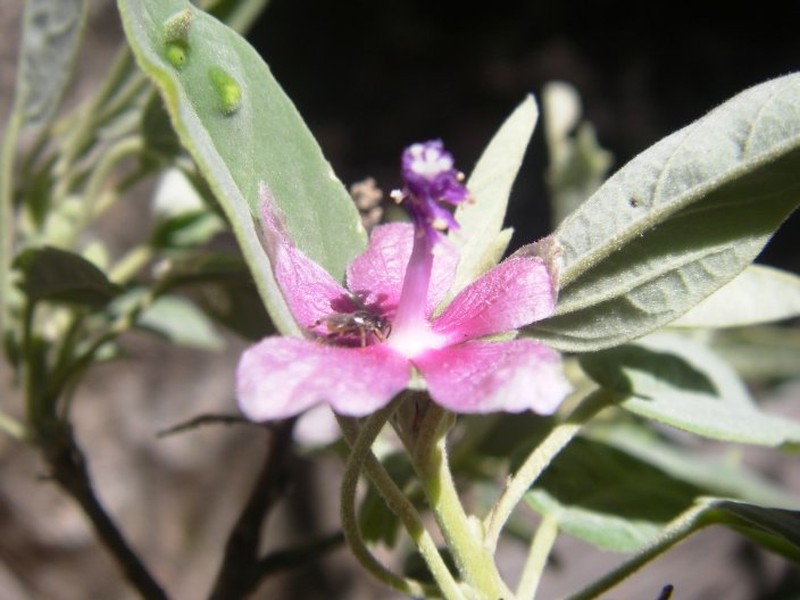 Humbertiella decaryi var. decaryi photo 2