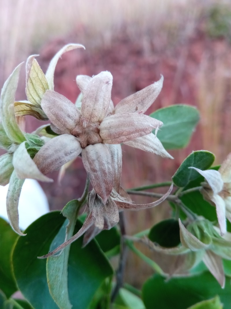 Humbertiella foliosa