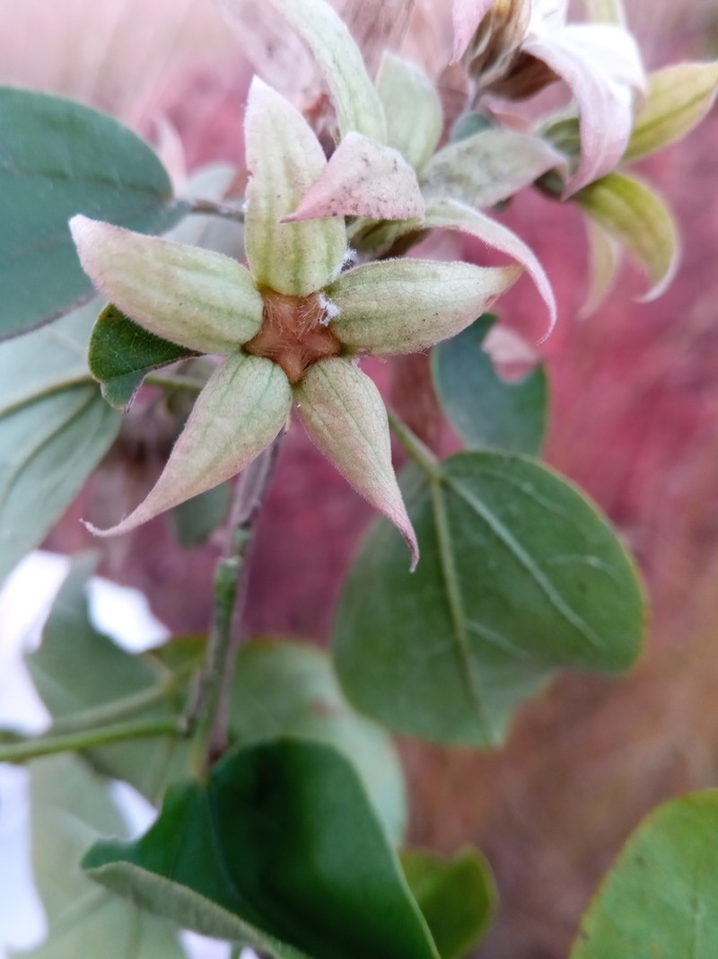 Humbertiella foliosa photo 2