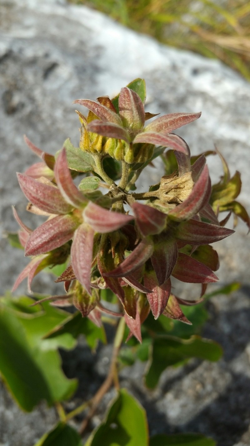 Humbertiella foliosa photo 3