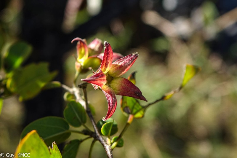 Humbertiella foliosa photo 4