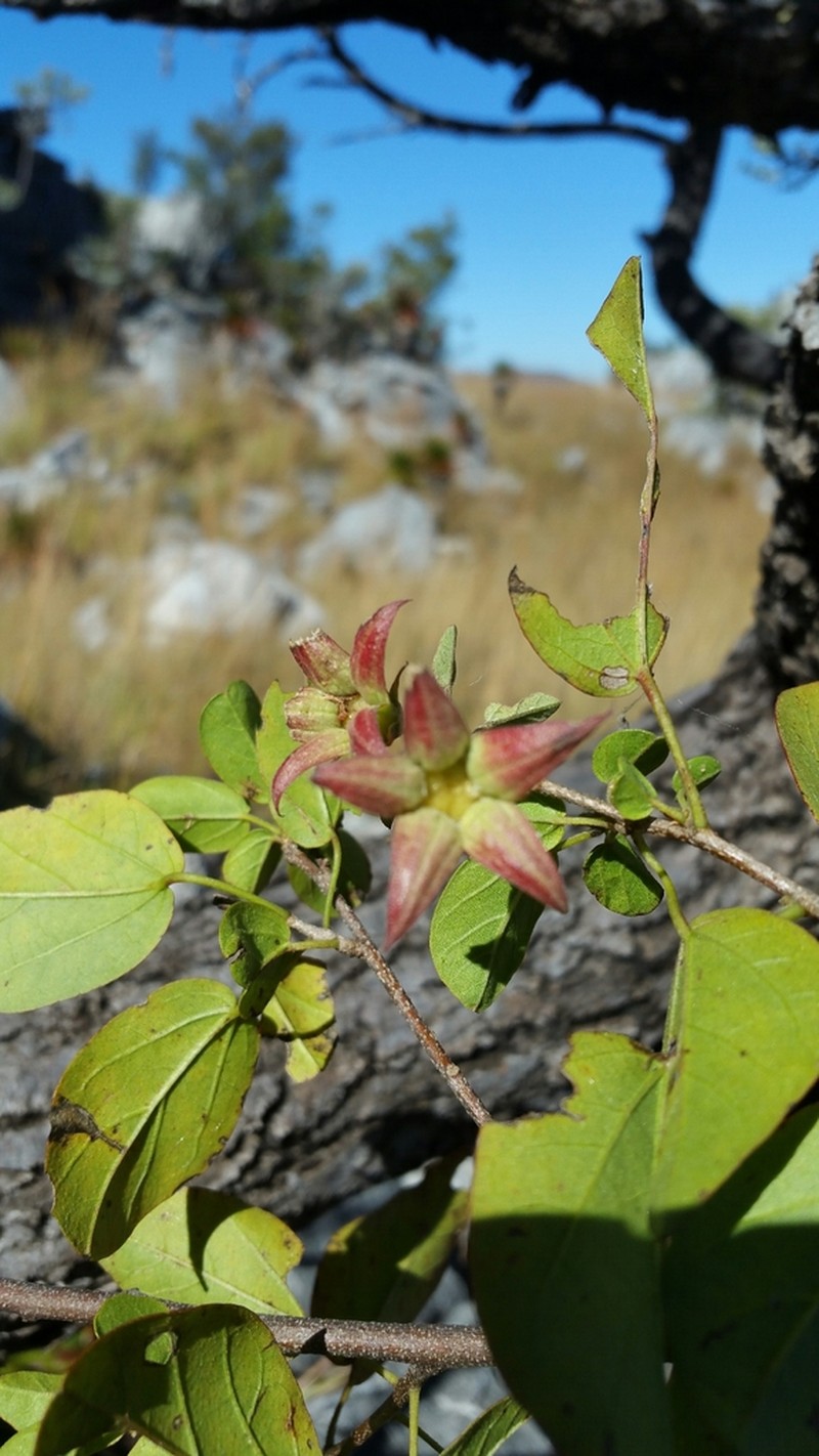 Humbertiella foliosa photo 5