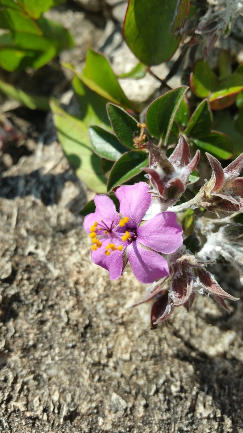 Humbertiella foliosa photo 6
