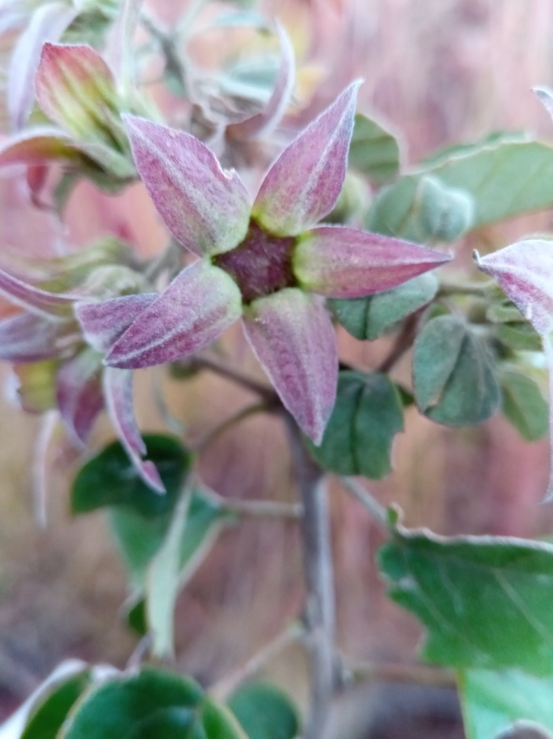 Humbertiella foliosa photo 7