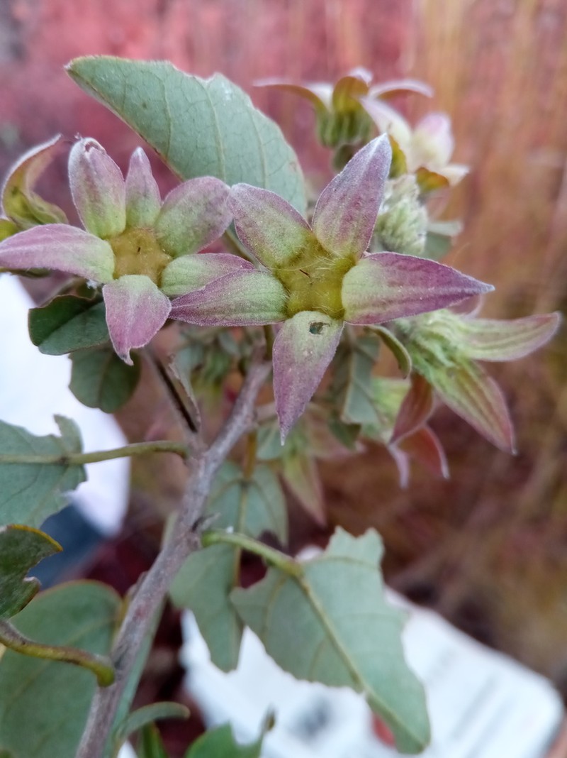 Humbertiella foliosa photo 8