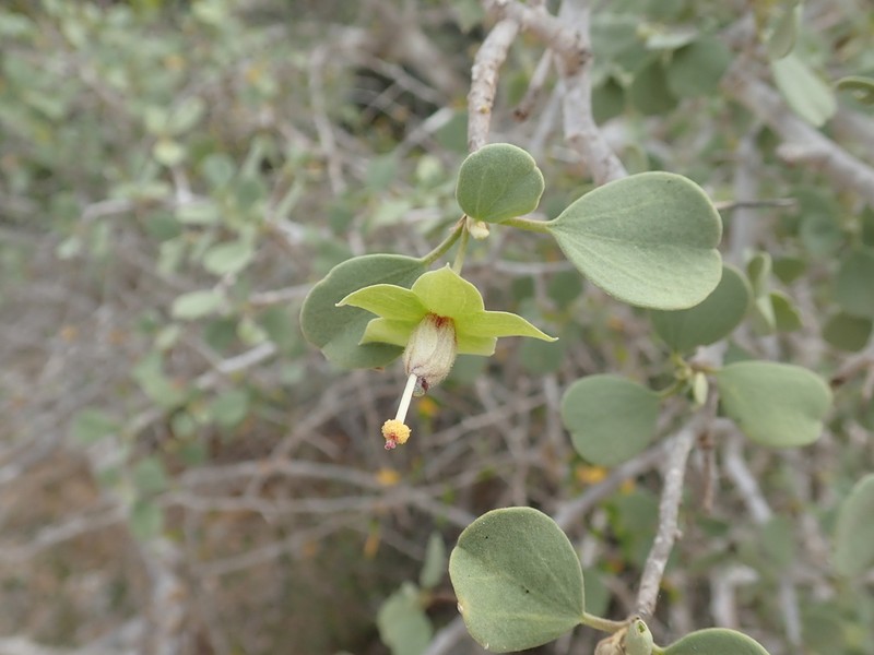 Humbertiella quararibeoides