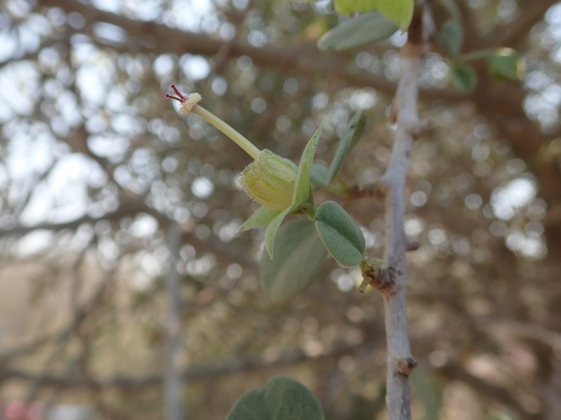 Humbertiella quararibeoides photo 2