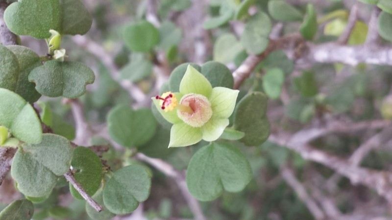 Humbertiella quararibeoides photo 4