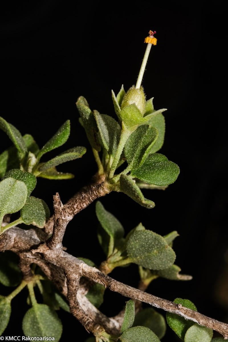 Humbertiella quararibeoides photo 5