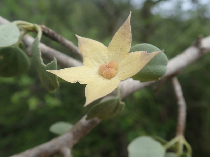 Humbertiella quararibeoides photo 6