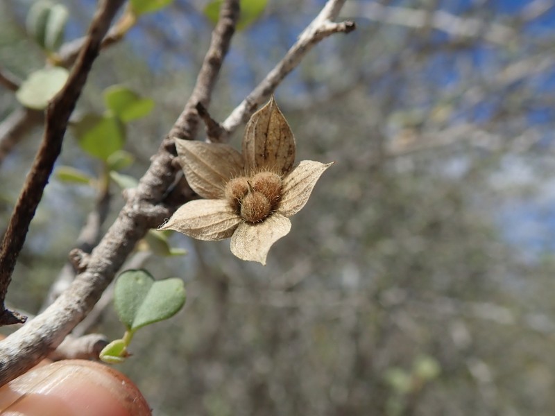 Humbertiella quararibeoides photo 7