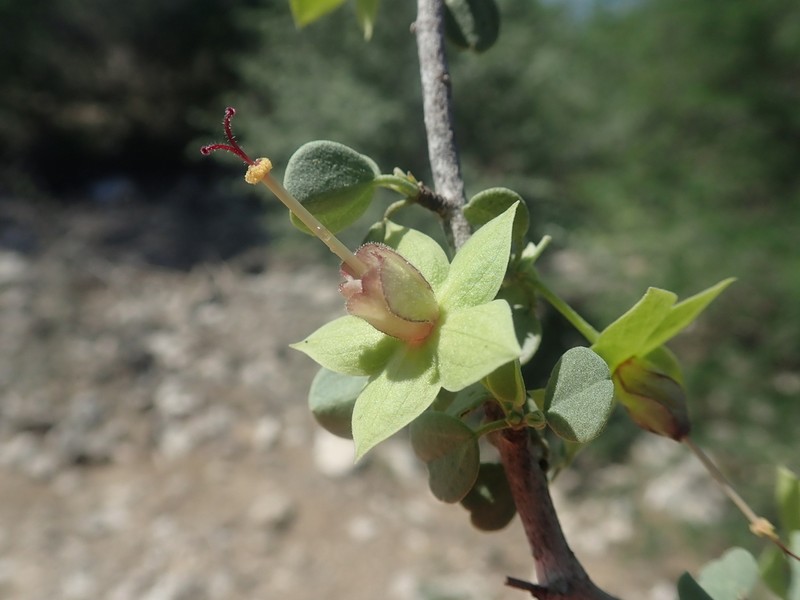 Humbertiella quararibeoides photo 8