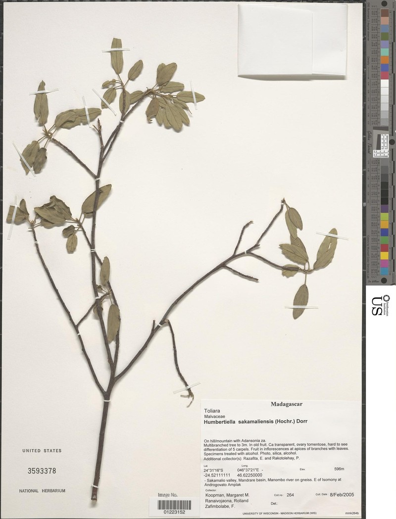 Humbertiella sakamaliensis