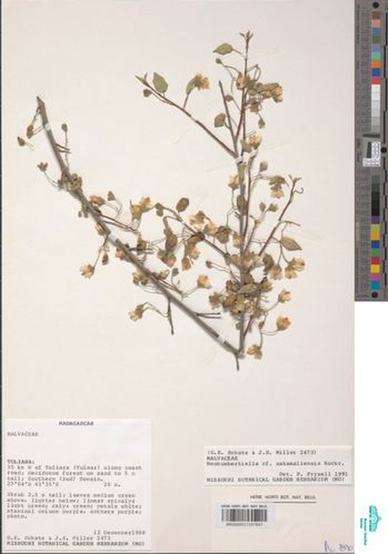 Humbertiella sakamaliensis photo 2