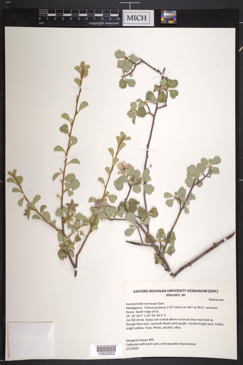Humbertiella tormeyae