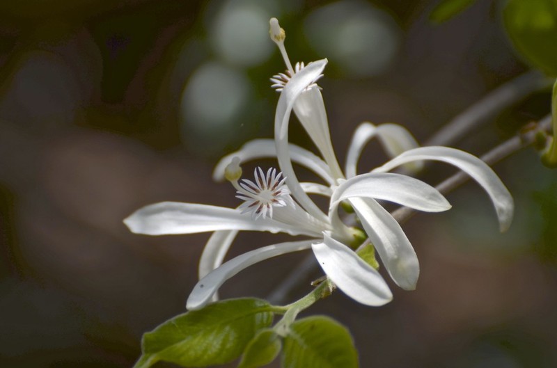 Humbertioturraea grandidieri photo 2