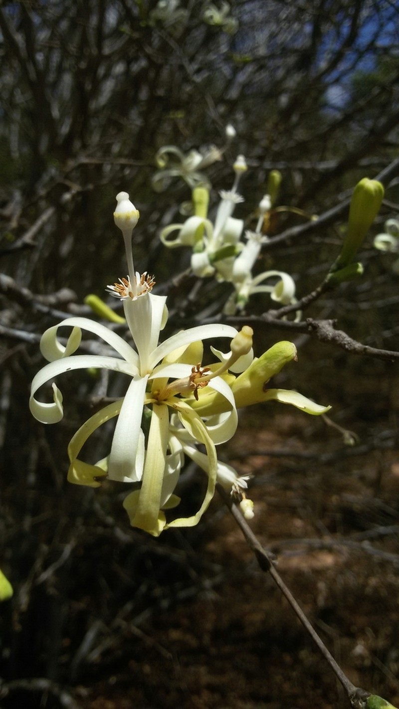 Humbertioturraea grandidieri photo 3