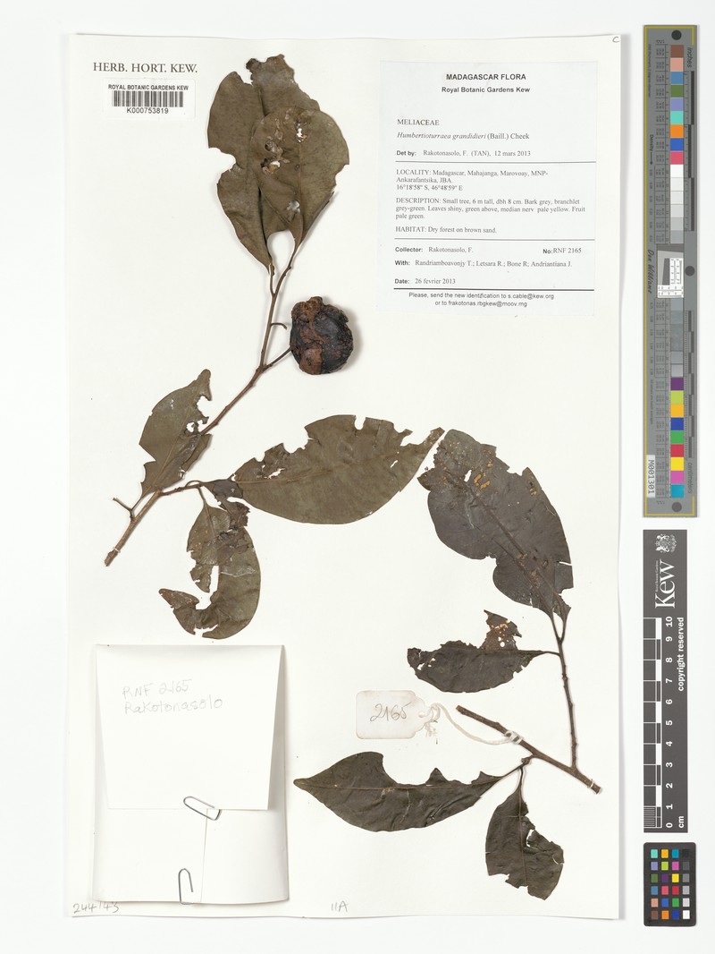 Humbertioturraea grandidieri photo 6
