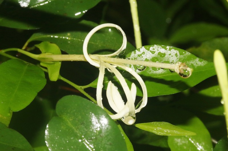 Humbertioturraea maculata