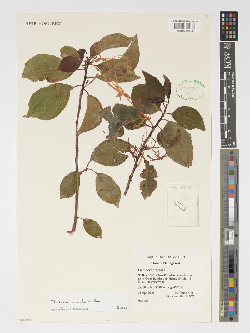 Humbertioturraea maculata photo 3