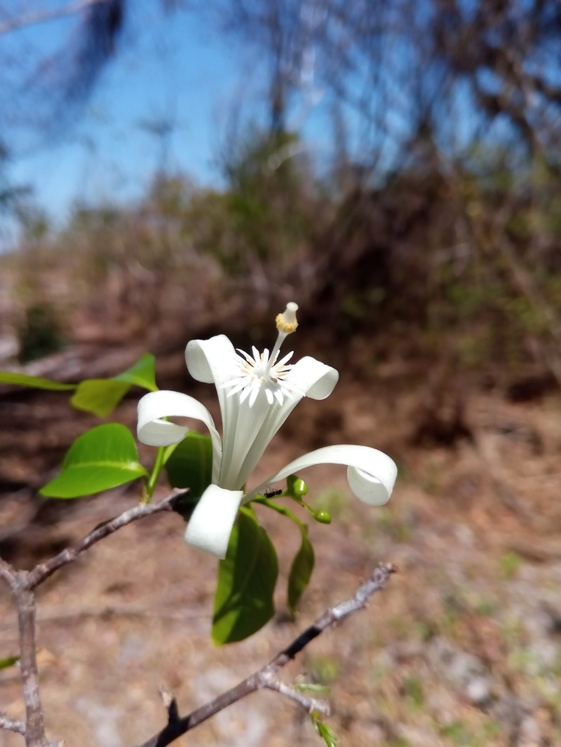 Humbertioturraea malifolia