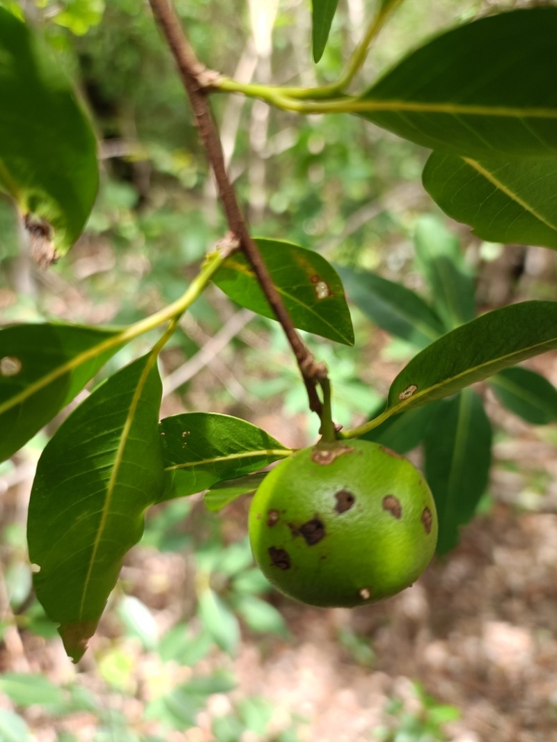 Humbertioturraea malifolia photo 2