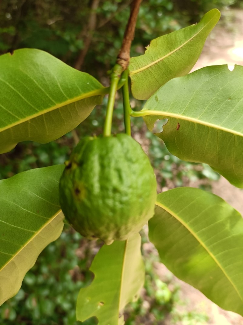 Humbertioturraea malifolia photo 3