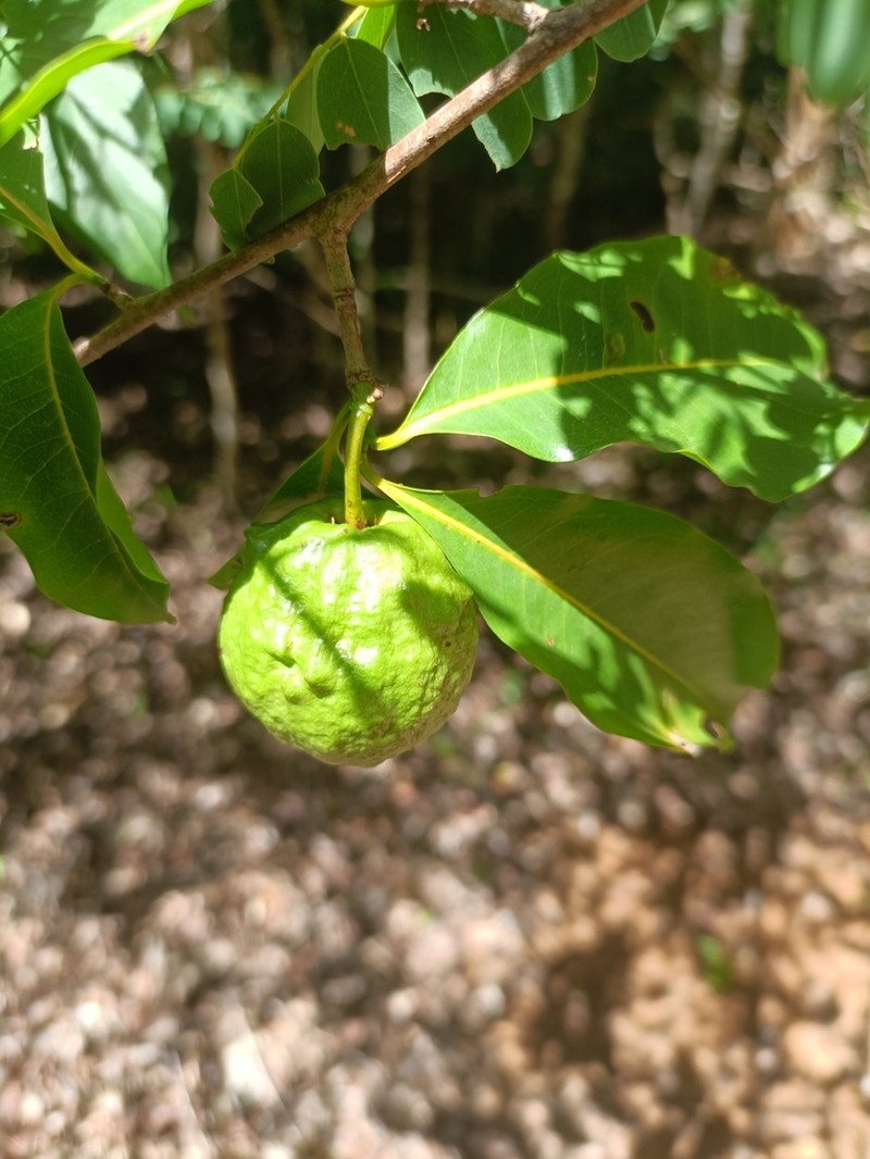 Humbertioturraea malifolia photo 4