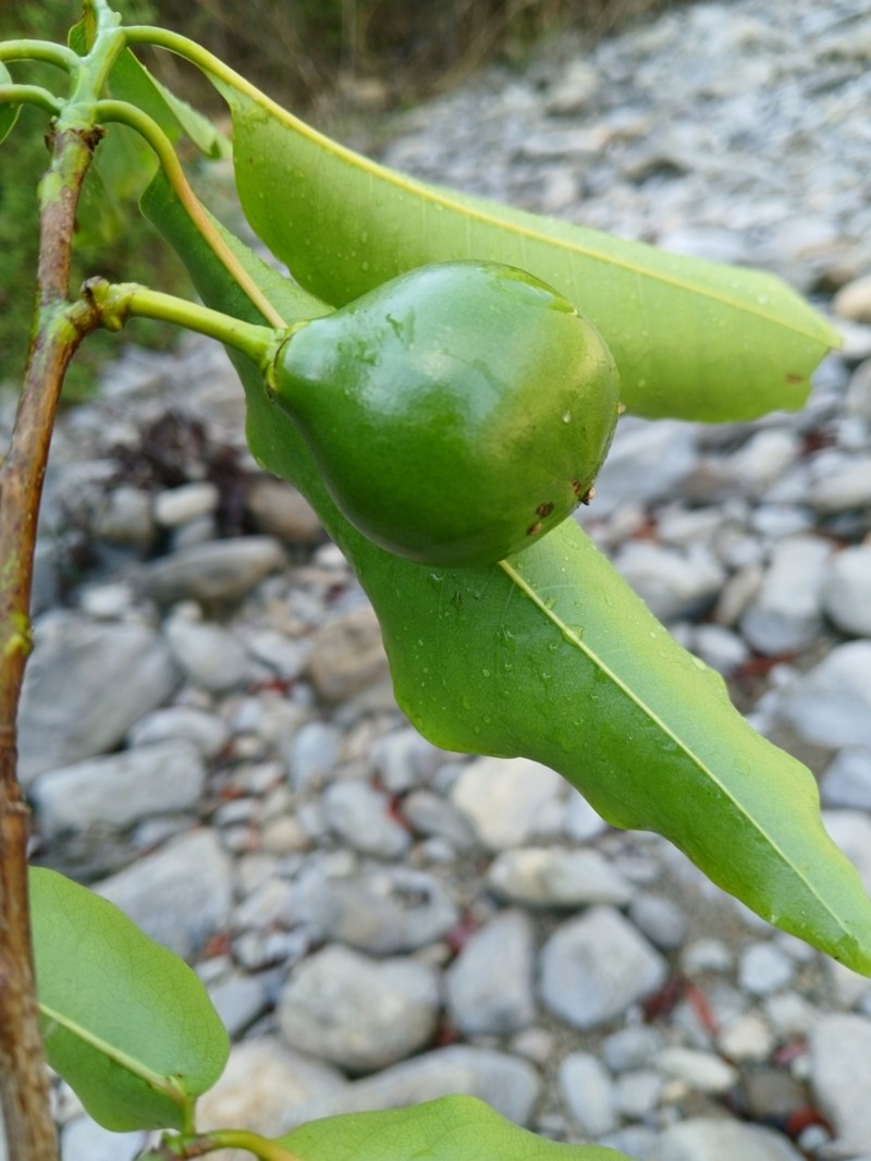 Humbertioturraea malifolia photo 5