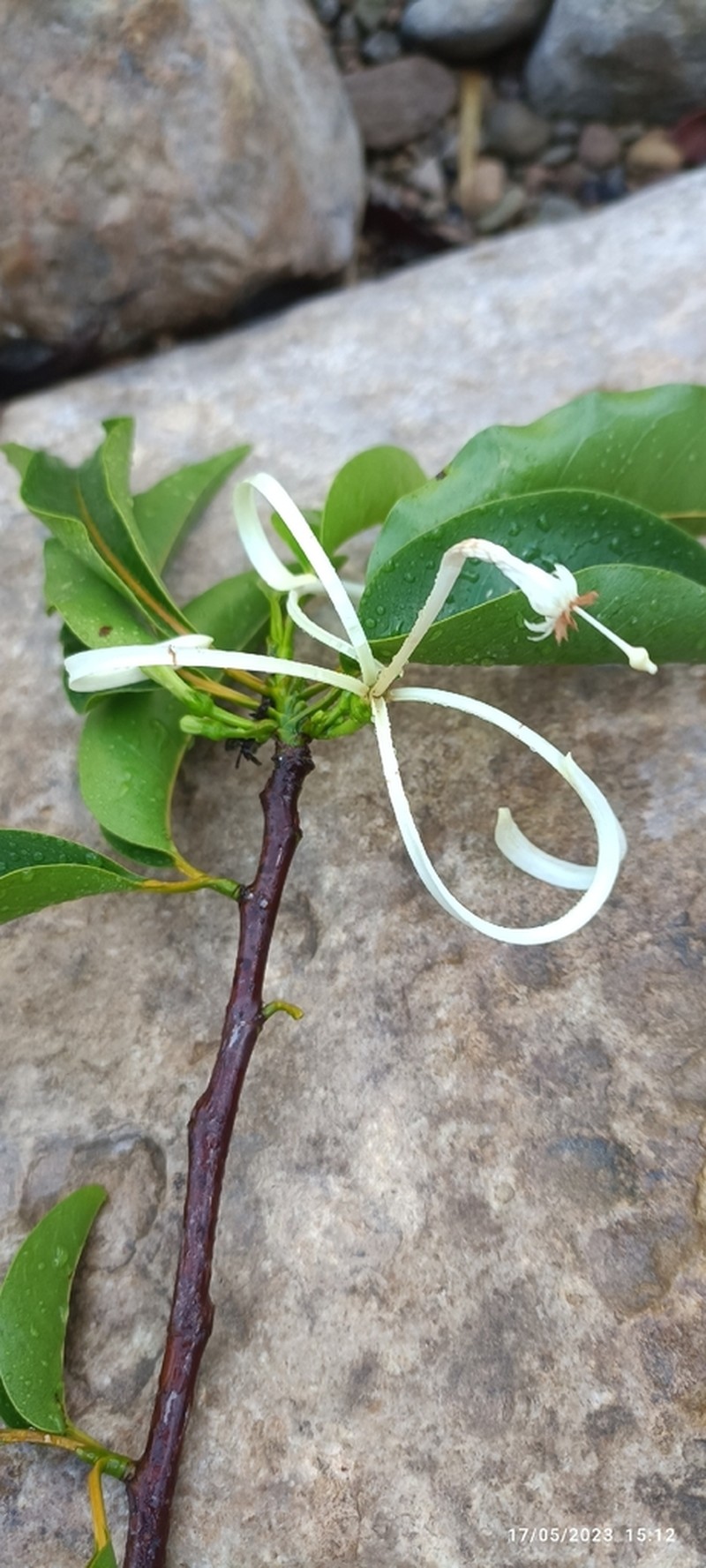 Humbertioturraea malifolia photo 6