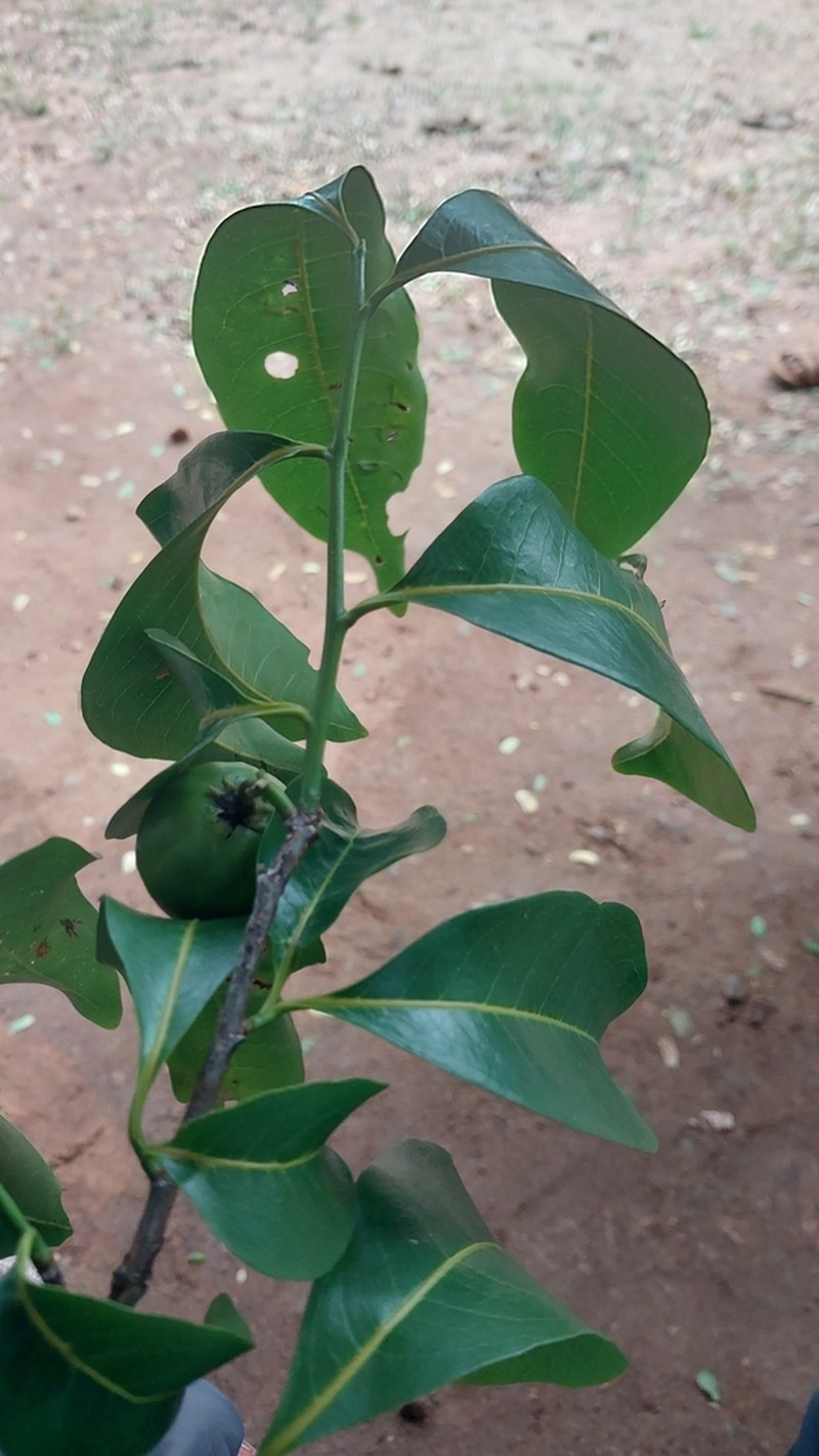 Humbertioturraea malifolia photo 7