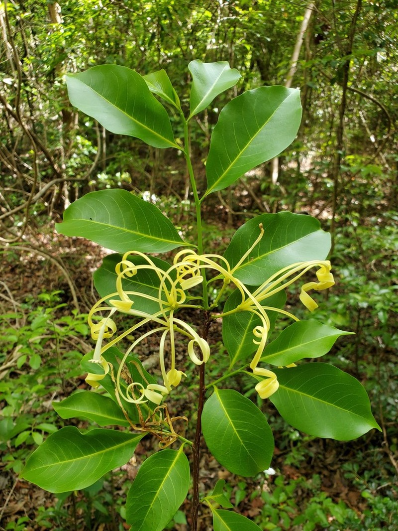 Humbertioturraea malifolia photo 8