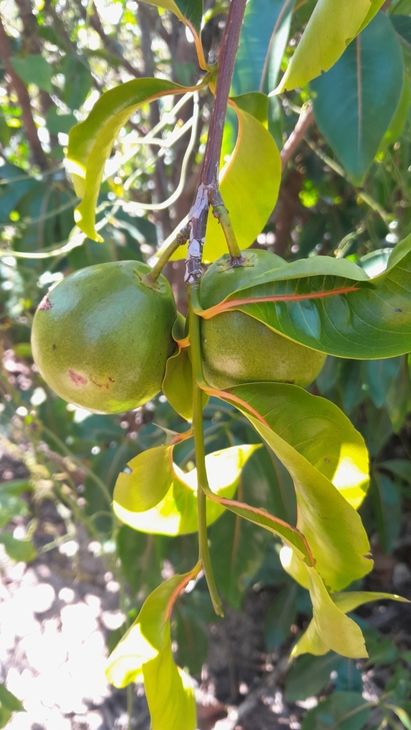 Humbertioturraea rhamnifolia