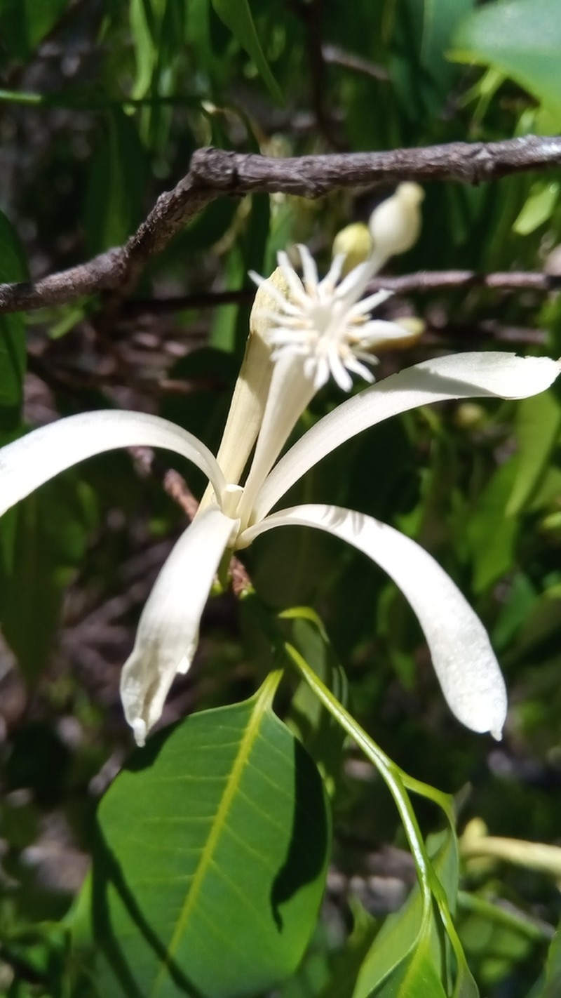Humbertioturraea rhamnifolia photo 2