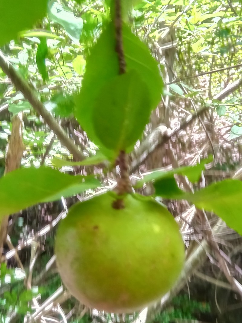Humbertioturraea rhamnifolia photo 3